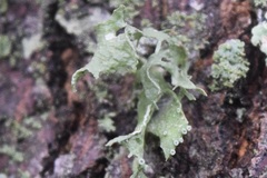 Ramalina complanata