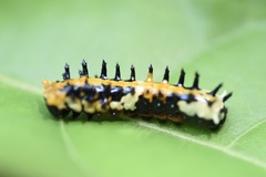 Papilio clytia