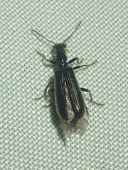 Cleridae