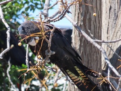 Calyptorhynchus banksii