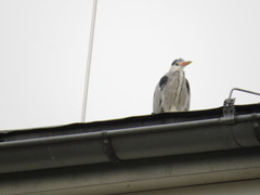 Ardea cinerea