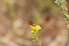 Panoquina errans