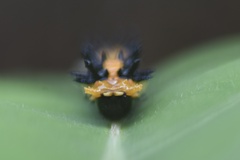 Papilio clytia