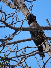 Calyptorhynchus banksii