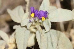 Solanum ellipticum