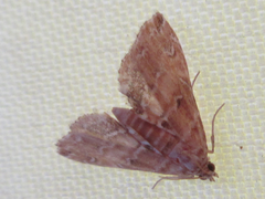 Elophila turbata