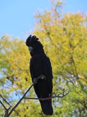 Calyptorhynchus banksii