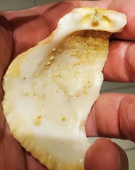 Spondylus americanus