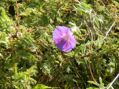 Ipomoea pubescens