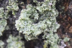 Physcia millegrana