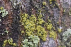 Candelariella efflorescens