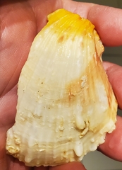 Spondylus americanus