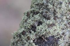 Physcia millegrana