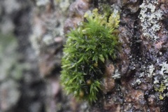 Ulota crispa