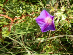 Ipomoea pubescens