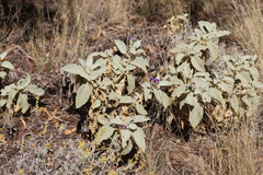 Solanum ellipticum