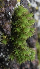 Orthotrichum anomalum