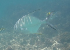 Trachinotus falcatus