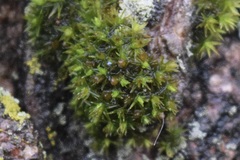Ulota crispa