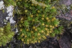 Ulota crispa
