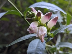 Chelone glabra
