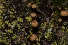 Mycena corticola