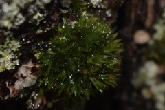 Ulota crispa