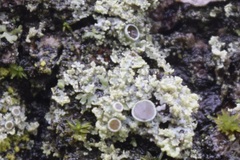 Physcia millegrana