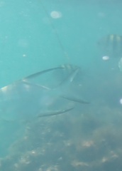 Trachinotus goodei