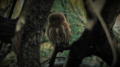 Glaucidium brasilianum