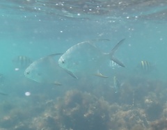 Trachinotus falcatus