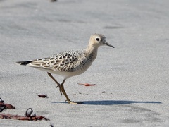 Calidris subruficollis