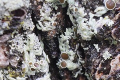 Physcia millegrana