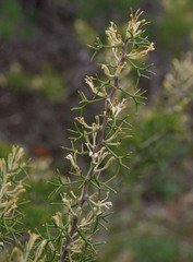 Hakea erinacea