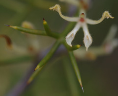 Hakea erinacea