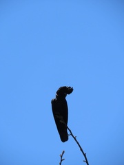 Calyptorhynchus banksii