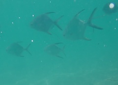 Trachinotus falcatus