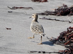 Calidris subruficollis