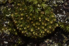 Ulota crispa