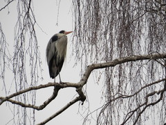 Ardea cinerea