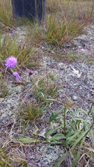 Liatris novae-angliae