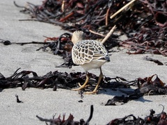 Calidris subruficollis