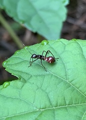 Alydus