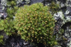 Ulota crispa