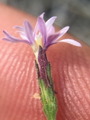 Lessingia nemaclada