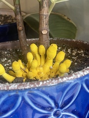 Leucocoprinus birnbaumii