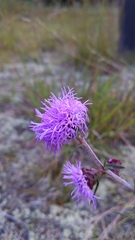 Liatris novae-angliae