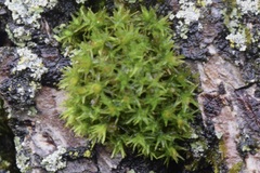 Ulota crispa