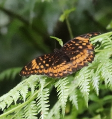 Lexias aeetes