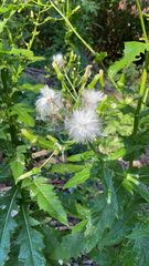 Erechtites hieraciifolius